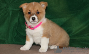 Photo №1. welsh corgi - for sale in the city of Kishinev | negotiated | Announcement № 124374