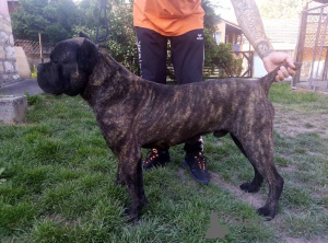 Photo №4. I will sell cane corso in the city of Москва. from nursery - price - Is free