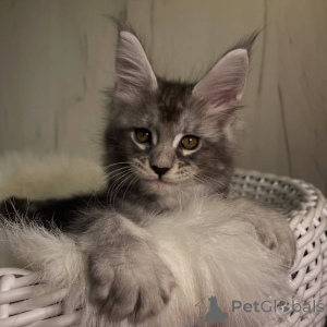 Photo №1. maine coon - for sale in the city of Talaveri | 981$ | Announcement № 161195