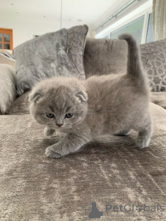 Photo №4. I will sell scottish fold in the city of Miami. private announcement - price - 200$