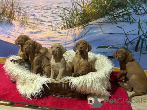 Photo №3. Beautiful purebred Magyar Vizsla puppies with papers. Germany