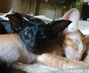 Photo №1. oriental shorthair - for sale in the city of Ufa | 353$ | Announcement № 3266