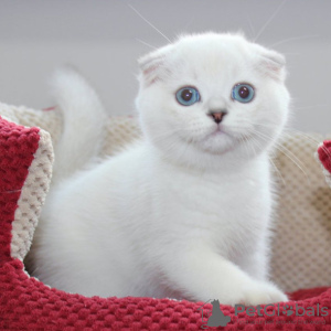 Photo №1. scottish fold - for sale in the city of Warsaw | 264$ | Announcement № 117794