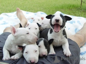 Photo №1. bull terrier - for sale in the city of Edingen-Neckarhausen | 465$ | Announcement № 169424