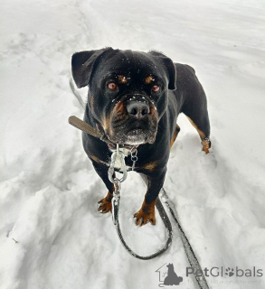 Photo №3. Charismatic Buba is sad in the shelter. Russian Federation