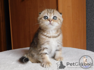 Photo №2 to announcement № 18085 for the sale of scottish fold - buy in Ukraine from nursery
