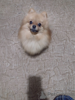 Photo №1. pomeranian - for sale in the city of Вязники | negotiated | Announcement № 39299