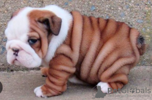 Photo №1. english bulldog - for sale in the city of Stockholm | negotiated | Announcement № 96289