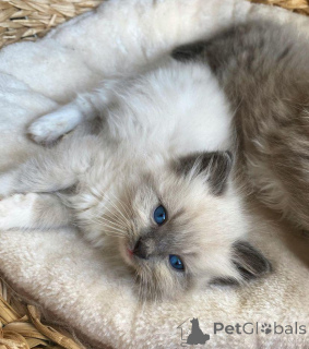 Photo №2 to announcement № 172361 for the sale of  - buy in Netherlands private announcement