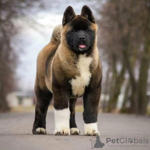 Additional photos: Akita puppies