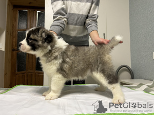 Photo №2 to announcement № 84346 for the sale of caucasian shepherd dog - buy in Belarus breeder