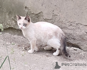 Photo №3. Vasya, Musenka and Murzichki are waiting for their owners.. Russian Federation