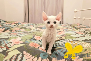 Photo №2 to announcement № 160334 for the sale of devon rex - buy in Germany breeder