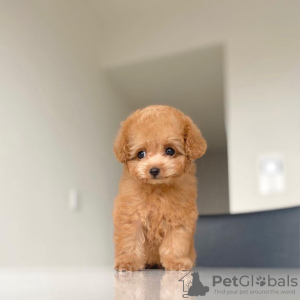 Photo №4. I will sell poodle (toy) in the city of Göttingen. breeder - price - 423$