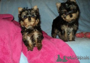 Photo №1. yorkshire terrier - for sale in the city of Almer | negotiated | Announcement № 172343