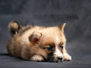 Photo №4. I will sell welsh corgi in the city of Tallinn. private announcement - price - 687$