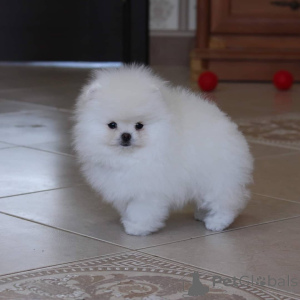Photo №4. I will sell pomeranian in the city of Bielefeld. private announcement - price - 420$