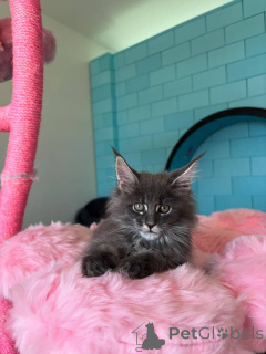 Photo №1. maine coon - for sale in the city of Berlin | negotiated | Announcement № 168179