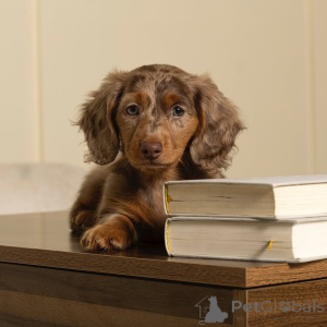 Photo №2 to announcement № 164007 for the sale of dachshund - buy in Finland private announcement, from the shelter