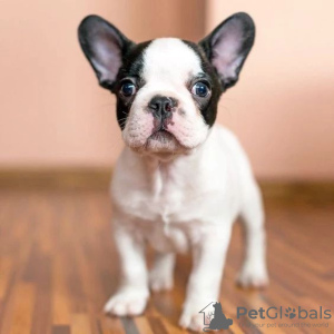 Photo №1. french bulldog - for sale in the city of Zagreb | 370$ | Announcement № 80693