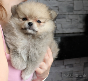 Photo №4. I will sell pomeranian in the city of Kiev. from nursery - price - 1500$