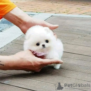 Photo №2 to announcement № 80043 for the sale of pomeranian - buy in Finland private announcement, breeder