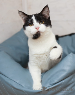 Additional photos: Black and white kitten Cosmos looking for a home