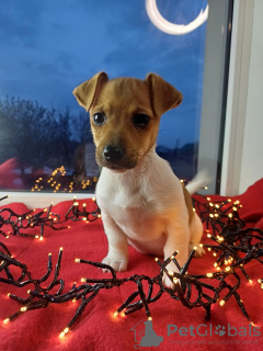 Additional photos: Jack Russell Terrier puppies