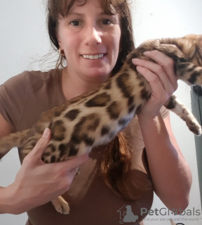 Photo №1. bengal cat - for sale in the city of Wacken | 407$ | Announcement № 64647