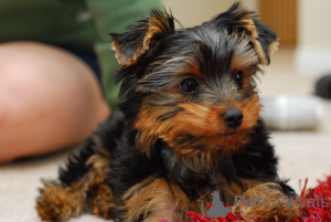 Photo №1. yorkshire terrier - for sale in the city of Paris | 723$ | Announcement № 166735