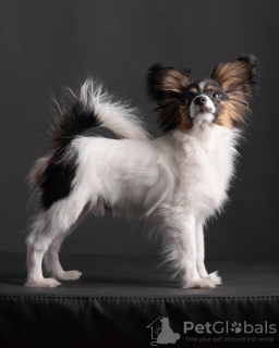 Photo №2 to announcement № 5830 for the sale of papillon dog - buy in Ukraine from nursery