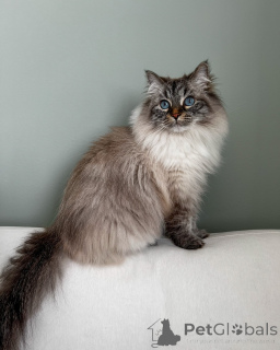 Photo №1. siberian cat - for sale in the city of Munich | negotiated | Announcement № 167044