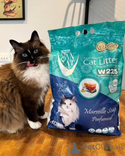 Photo №1. ragdoll - for sale in the city of Hamar | negotiated | Announcement № 155559