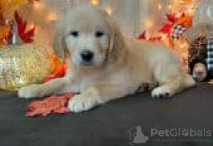 Photo №3. Golden Retriever Puppies for Sale. Finland