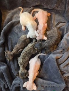 Photo №3. Beautiful Devon Rex Kittens GCCF Registered. Germany