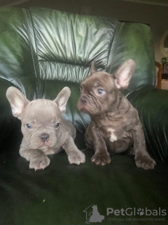 Additional photos: Exotic French Bulldogs