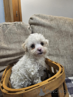 Photo №4. I will sell bichon frise, maltese dog in the city of Villach. breeder - price - 471$