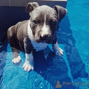 Photo №1. american staffordshire terrier - for sale in the city of Tallinn | 528$ | Announcement № 88801