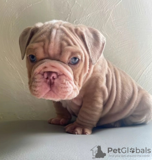 Photo №1. english bulldog - for sale in the city of Bilbao | 423$ | Announcement № 126712