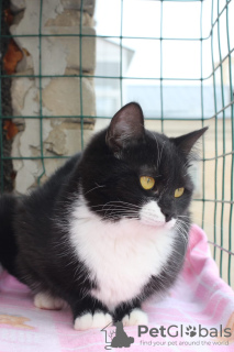 Additional photos: Tender young cat Cherry is looking for a home!