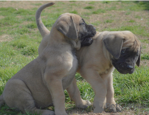 Photo №1. bullmastiff - for sale in the city of Stockholm | negotiated | Announcement № 96303