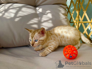 Photo №2 to announcement № 111112 for the sale of bengal cat - buy in United States breeder