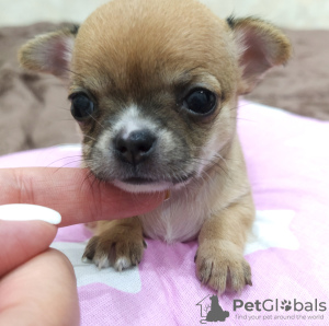 Photo №2 to announcement № 11193 for the sale of chihuahua - buy in Russian Federation from nursery