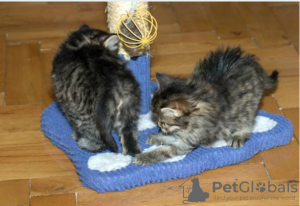 Photo №1. maine coon - for sale in the city of Stockholm | negotiated | Announcement № 96284