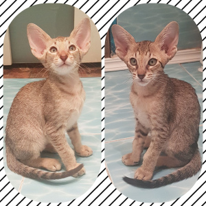 Photo №1. oriental shorthair - for sale in the city of St. Petersburg | 361$ | Announcement № 1401