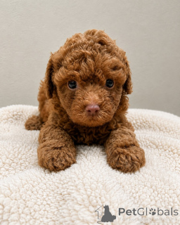 Photo №4. I will sell poodle (toy) in the city of Brno. breeder - price - negotiated