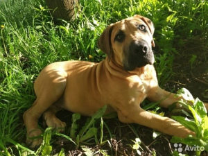 Photo №2 to announcement № 6882 for the sale of boerboel - buy in Russian Federation breeder
