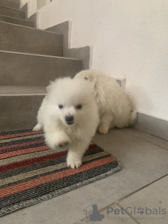 Photo №3. german spitz puppies. Russian Federation