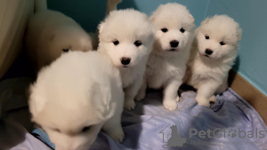 Photo №1. samoyed dog - for sale in the city of Севилья | 1902$ | Announcement № 35679