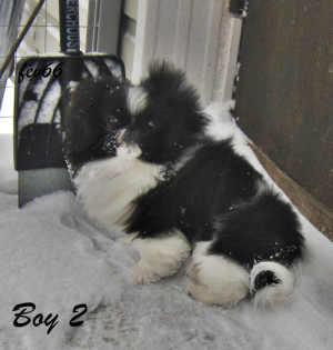 Photo №4. I will sell pekingese in the city of Москва. from nursery - price - 235$